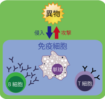 不妊、抗精子抗体、免疫異常