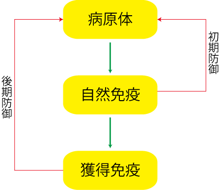 着床障害、不育症、抗リン脂質抗体