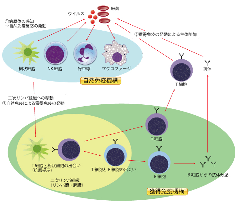 不育症、体外受精、ヘルパーT細胞