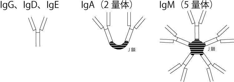 抗精子抗体、抗卵子抗体、着床障害