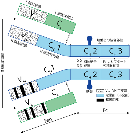 抗原抗体反応、卵子抗体、Th1／Th2